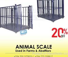 livestock animal weighing scale for cattle sheep with fence - 1