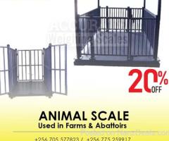 Sheep Horse Floor Scales Animal Livestock Weighing Scale