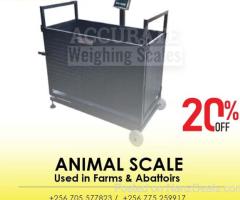 Commercial Digital livestock scales Company Kampala Uganda