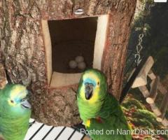 African Grey Parrots and parrots eggs for sale