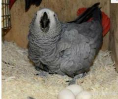 African Grey Parrots and parrots eggs for sale