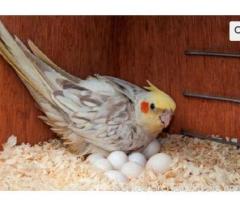 African Grey Parrots and parrots eggs for sale