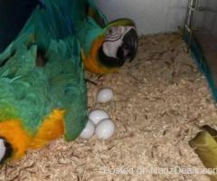 African Grey Parrots and parrots eggs for sale