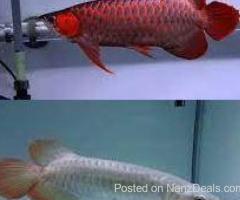 Super red arowana fish and stingray fish for sale