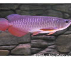 Super red arowana fish and stingray fish for sale