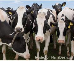 Buy Pregnant Holstein Heifer Cattle, Sheep, Lambs , goats of all kinds online