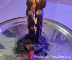 Powerful LGBT love spells that work fast without side effects in Bahamas+256758552799
